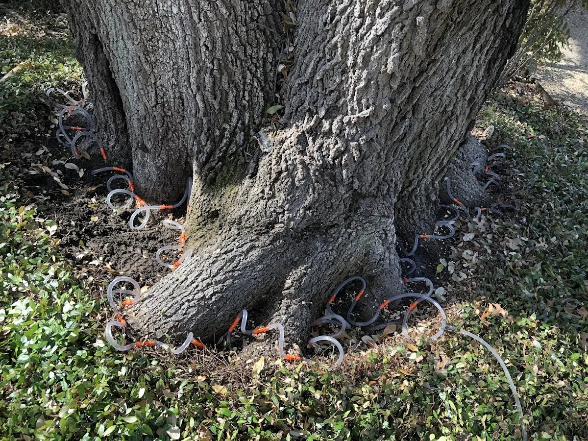 Detailed Tree Cabling and Bracing job site in Wellsburg